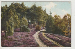 Lüneburger Heide, Waldweg Bei Munster - Lüneburger Heide