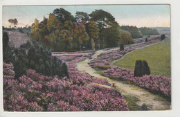 Lüneburger Heide, Weg Am Wilseder Berg - Lüneburger Heide