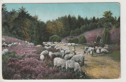 Lüneburger Heide, Heidschnucken Am Wege Zum Wilseder Berg - Lüneburger Heide