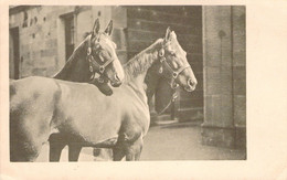 Carte Photo Avec Deux Chevaux - Carte Non Voyagée - Dos Non Divisé - Horses