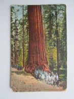 BIG TREE "WAWONA" CALIFORNIA ROAD OF A THOUSAND WONDERS SOUTHERN PACIFIC CO - Yosemite