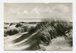 AK 020786 GERMANY - Insel Amrum - In Den Dünen - Nordfriesland