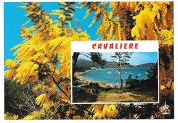 83 - CAVALIERE CAP NEGRE - La Plage Du Layet - Ed. MAR N° 13199 - 1992 - Mimosa - Le Lavandou