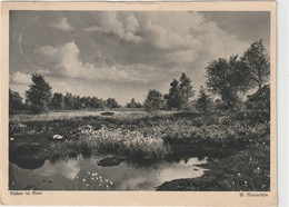 Lüneburger Heide - Lüneburger Heide