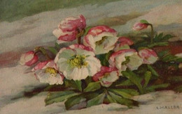 Belle Illustrée Signée A. HALLER : Roses De Noël Dans La Neige - Haller, A.