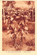 ¤¤   -   GUADELOUPE   -  ANTILLES FRANCAISE   -  Plant De Tabac        -   ¤¤ - Other & Unclassified