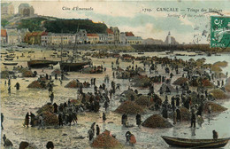 Cancale * Le Triage Des Huîtres * Pêche à Pied * Ostréiculture - Cancale