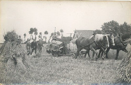 Graanoogst, 2 X Originele Fotokaart  (akkerbouw Boerenleven Landbouw)  Zelfde Locatie, Paardenspan En Boer (3 X Scan) - Non Classificati