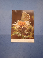 Farfalla Con Fiore-fg- - Papillons