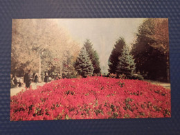 Russia. Chechen Republic - Chechnya. Groznyi Capital - Lenin Palace Park - Old Postcard 1968 - Chechnya