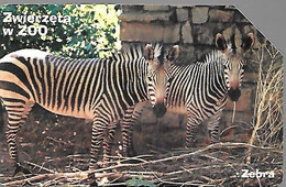 CARTE-MAGN-POLOGNE-ZEBRES-ZOO-Zwierzeta-Utilisé-TBE - Caballos