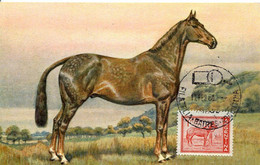 68123 Argentina, Maximum 1960  Horse,  Cheval   Pferd - Caballos