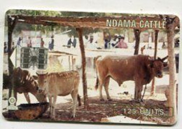 TK 00093 THE GAMBIA - Ndama Cattle - Gambia