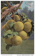 Florida Jacksonville A Fine Bunch Of Grape Fruit 1915 - Jacksonville