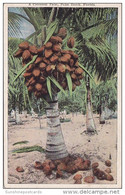 Florida Palm Beach A Cocoanut Palm - Palm Beach