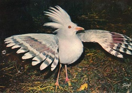 Le CAGOU L'oiseau Qui Ne Vole Pas - Polynésie Française