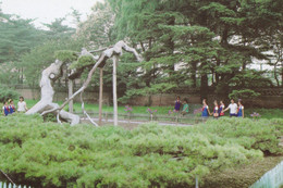 North Korea - Hamhung - Small Pine Grove - Corée Du Nord