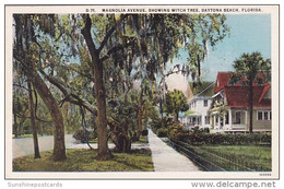 Florida Daytona Beach Magnolia Avenue Showing Witch Tree - Daytona