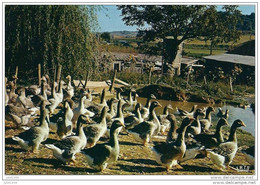 DORDOGNE ..-- Elevage  Des  OIES . En PERIGORD . - Otros & Sin Clasificación