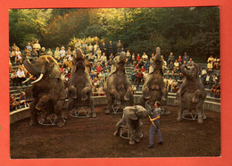 QAB-14 Jardin Zoologique  Présentation Des Eléphants.  Grand Format Non Circulé - Circo