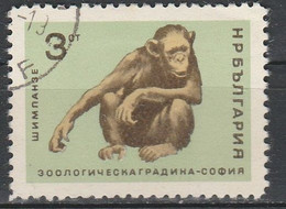 BULGARIE BULGARIA CHIMPANZE TB - Chimpanzees