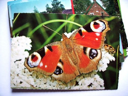 Dieren Animaux Animals Vlinder Dagpauwoog - Papillons