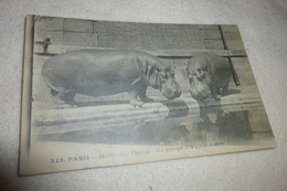 PARIS ...JARDIN DES PLANTES ..UN GROUPE D'HIPPOPOTAMES - Hippopotamuses