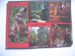 Nederland Holland Pays Bas Ermelo Fraaie Flora En Fauna - Ermelo