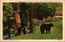Tennessee Great Smoky Mountains Black She Bear With Her Four Cubs Curteich - Smokey Mountains