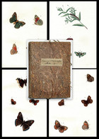 595 Aquarellierte Federzeichnungen Von Schmetterlingen, Deren Raupen, Larven Und Anderen Insekten Auf 92 Blatt - Teatro & Script