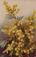 Superbe Illustrée Signée CHIOSTRI : Mimosa - Chiostri, Carlo