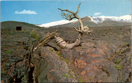 Idaho Craters Of The Moon National Monument Triple Twist Tree - Sonstige & Ohne Zuordnung