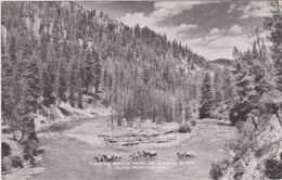 Idaho Fording Middle Fork Of Salmon River - Coeur D'Alene