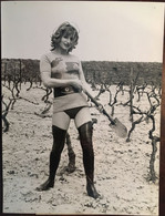 Photo AFP, 3/5/1971, Miss Mélancolie (Danseuse Comédienne Casino De Paris), Binant Vignes à Aix En Provence 13 - Pin-Ups