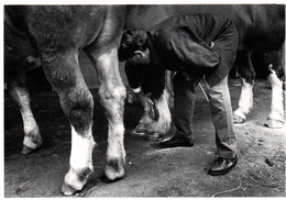 CPM - LANDIVISIAU - Toilettage Des Chevaux … Photo Kervinio - Edition Aventure Carto. - Landivisiau