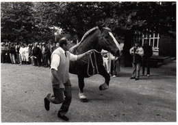 CPM - LANDIVISIAU - Concours Défilé De Chevaux … Photo Kervinio - Edition Aventure Carto. - Landivisiau