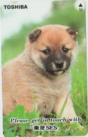 DOGS - JAPAN-030 - 110-011 - Hunde