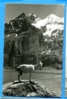 N14-495, Oeschinensee Mit Blümlisalp, Chèvre, Ziege, Goat, H. Lötscher Frutigen, Non Circulée - Frutigen