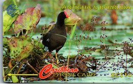 24696 - Antigua & Barbuda - Common Moorhen - Antigua And Barbuda