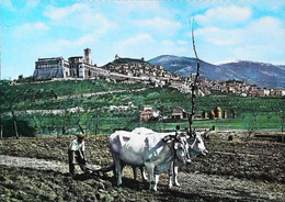 ►    CPSM Assisi  Panorama Attelage Boeuf - Attelages