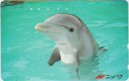 DOLPHINE - JAPAN-009 - 110-011 - Delfines