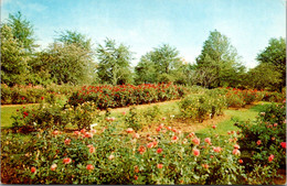 Mississippi Jackson Livingston Park Rose Gardens - Jackson
