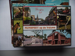 Nederland Holland Pays Bas Nunspeet Met Vele Dieren - Nunspeet