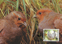 CARTE MAXIMUM -CARTOLINA MAXIMA - MAXIMUM KARTE -TARJETA MAXIMA - MAXIMUM CARD - YOUGOSLAVIE - PERDIX - Alectoris Graeca - Grey Partridge