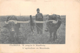 ¤¤   -   MACEDOINE  -  FLORINA  -  L'Agriculture En Macédonie   -  Attelage De Boeufs    -   ¤¤ - Nordmazedonien