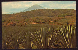 AK 022626 EL SALVADOR - Plantación De Maguey - El Salvador