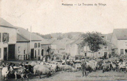 Messancy   Le Troupeau Du Village  Voyagé En 1908 - Tellin