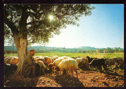 AK 022679 PALASTINE - Bethlehem - Shepherd's Field - Palestine