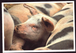 AK 022864 ANIMAL - Pig / Boar / Schwein - Cochons