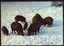 AK 022866 ANIMAL - Pig / Boar / Schwein - Am Oderstausee Bei Bad Lauterberg / Harz - Cochons